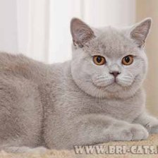 Схема вышивки «КОТИК»