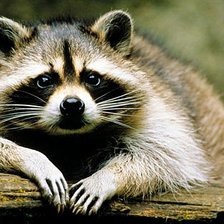 Схема вышивки «ЕНОТ»