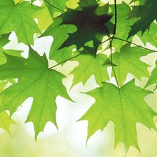 Схема вышивки «кленовые листья»