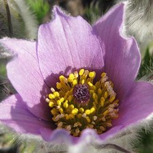 Схема вышивки «Сон-трава»