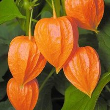 Схема вышивки «Физалис»