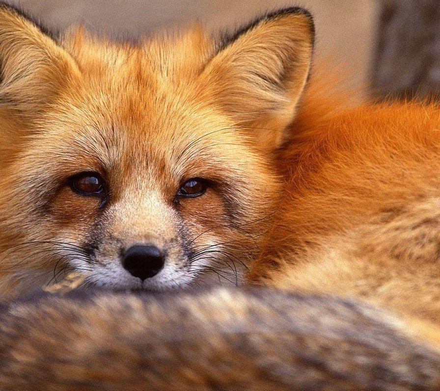 рыжая лисичка - лиса, животные - оригинал