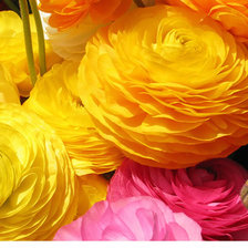 Схема вышивки «РАУНУНКУЛЮС»