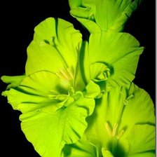 Схема вышивки «ГЛАДИОЛУС»