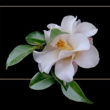 Схема вышивки «002»