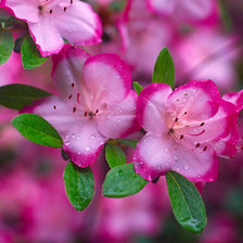 Схема вышивки «005»