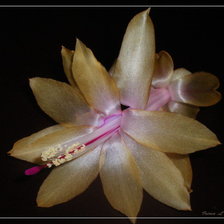 Схема вышивки «006»