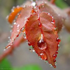 Схема вышивки «009»