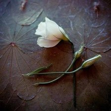 Схема вышивки «015»