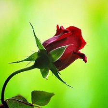 Схема вышивки «Красная роза»