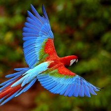 Схема вышивки «Попугай»