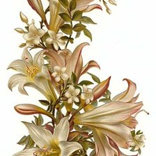 Схема вышивки «белая лилия»