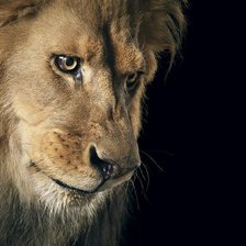 Схема вышивки «лев»