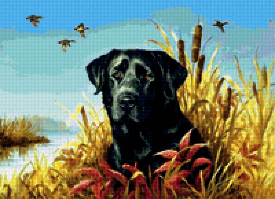 Черный лабрадор в камышах - лабрадор, собака - предпросмотр