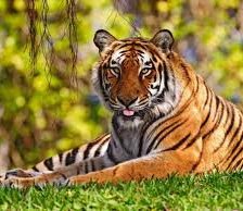 Схема вышивки «тигр»