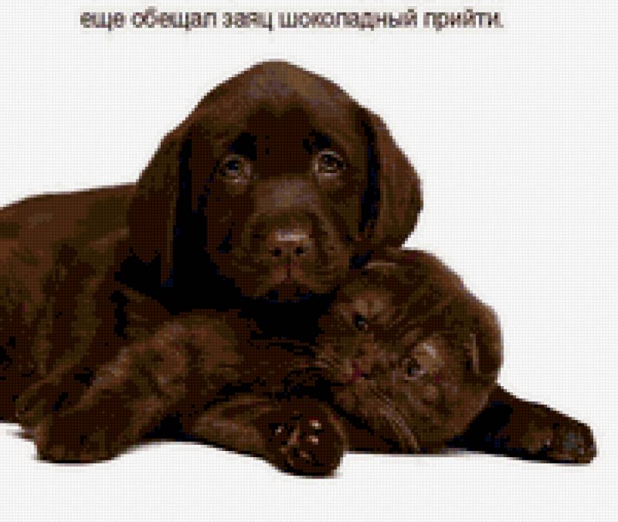 кот и пес - предпросмотр