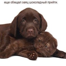 Схема вышивки «кот и пес»