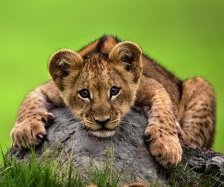 Схема вышивки «лёва»