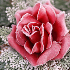 Схема вышивки «Роза»