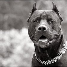 Схема вышивки «№270275»