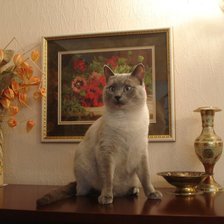 Схема вышивки «любимец»