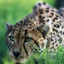 Схема вышивки «№270342»