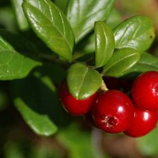 Схема вышивки «Ягодки»