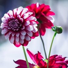 Схема вышивки «Георгин»