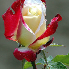 Схема вышивки «Роза.»