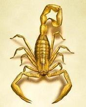 Схема вышивки «скорпион»