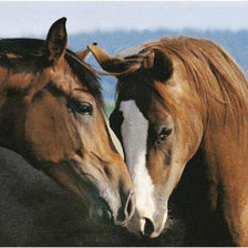 Схема вышивки «лошади»