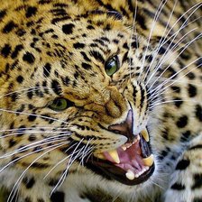 Схема вышивки «кошки»