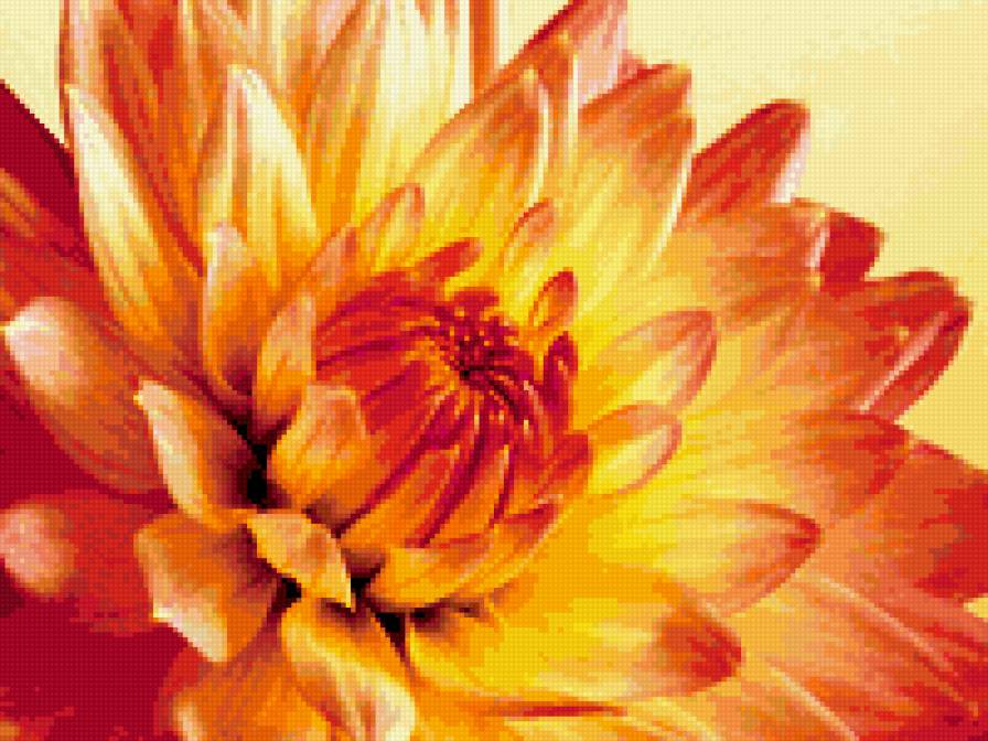 ОРАНЖЕВЫЙ ГЕОРГИН - цветок, цветы, оранжевый, георгин - предпросмотр