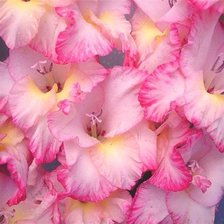 Схема вышивки «розовый гергин»