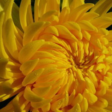 Схема вышивки «ЖЕЛТАЯ ЖРИЗАНТЕМА»