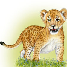 Схема вышивки «Серия "Большие кошки"»