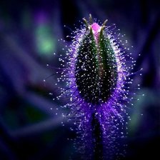 Схема вышивки «Бутон сон-травы»