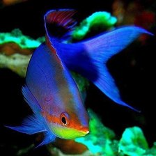 Схема вышивки «Рыбка»