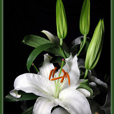 Схема вышивки «БЕЛОЕ И ЧЕРНОЕ»