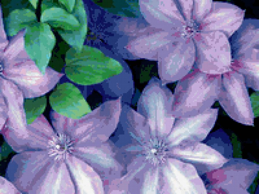 КЛЕМАТИС СИНИЙ - клематис, цветы, синий - предпросмотр