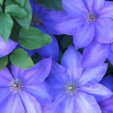 Схема вышивки «КЛЕМАТИС СИНИЙ»
