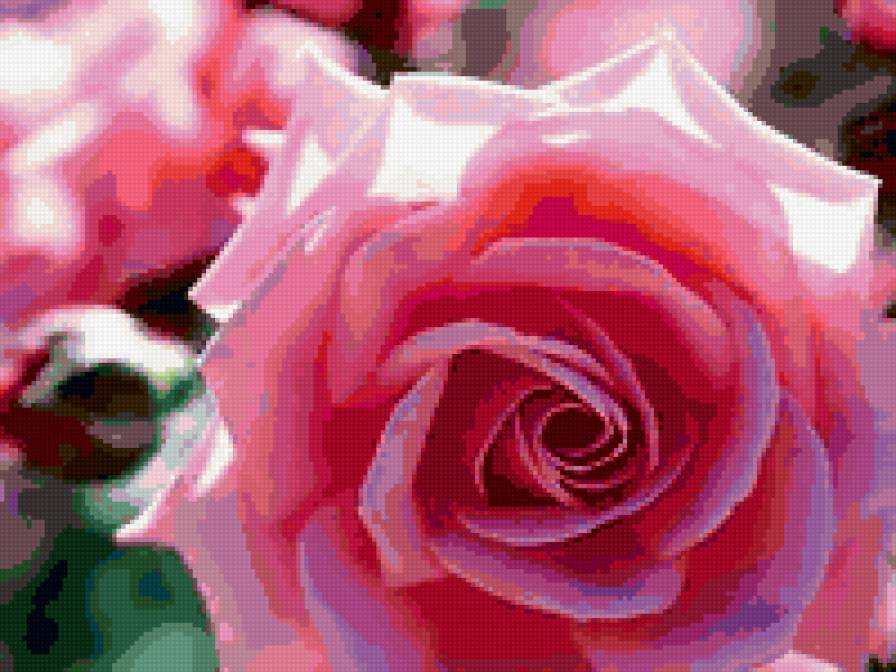 РОЗОВАЯ РОЗА - розовые, цветы, роза - предпросмотр