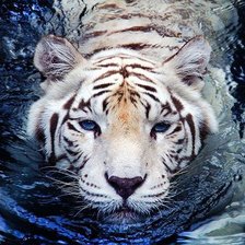 Схема вышивки «Тигр»