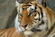 Схема вышивки «тигра»