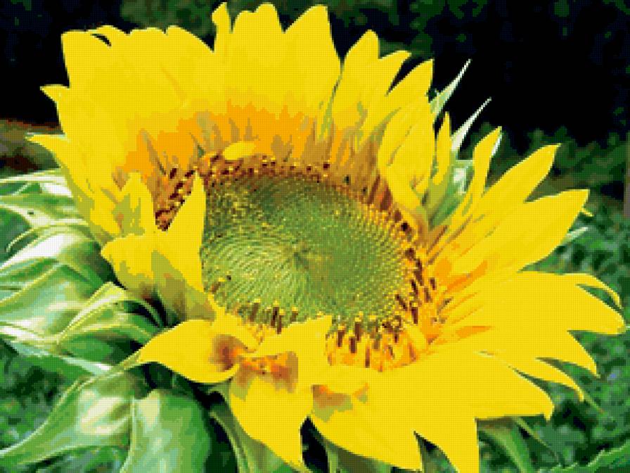 Подсолнух - цветы - предпросмотр