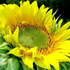 Схема вышивки «Подсолнух»