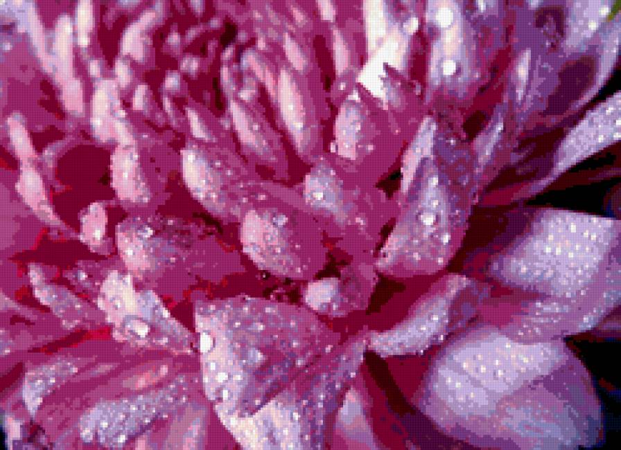 РОЗОВАЯ ХРИЗАНТЕМА в РОСЕ - розовый, хризантема, цветы, роса - предпросмотр