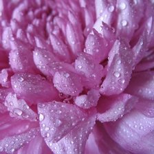 Схема вышивки «РОЗОВАЯ ХРИЗАНТЕМА в РОСЕ»