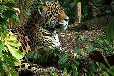 Схема вышивки «леопардиньо»