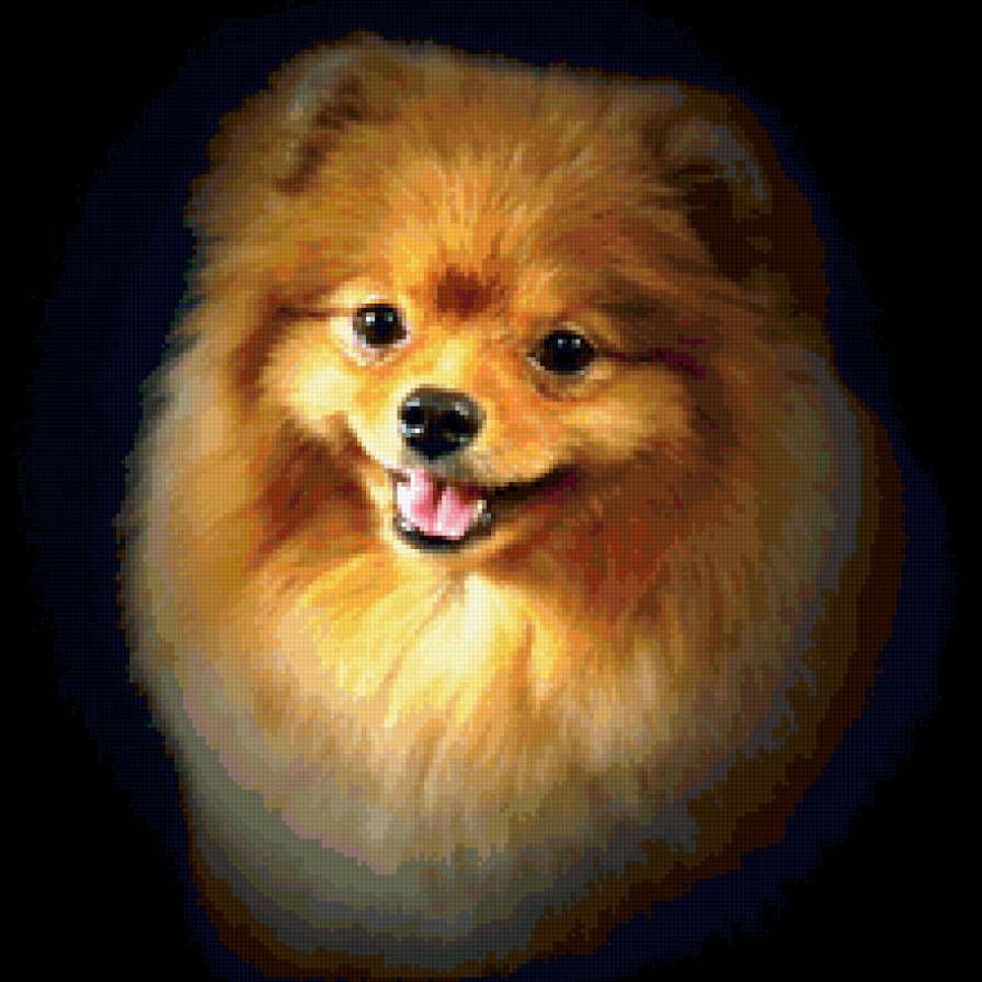 Собака-улыбака - улыбка, домашний питомец, домашние животные, шпиц, собака - предпросмотр